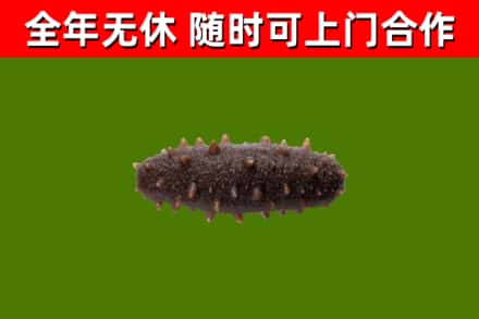 金州回收海参干